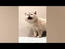 Cute & Little Pets Funny Moments | Adorable Cats & Kittens