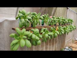 Tips for growing bok choy at home using recycled plastic bottles