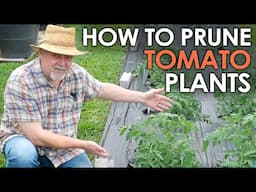 How to Prune a Tomato Plant - Easy || Black Gumbo