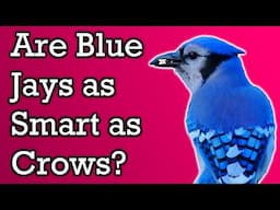 The Life of a Blue Jay - Documentary