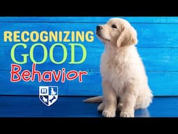 Recognizing Good Behavior - What people miss about their dogs behavior.