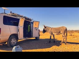 Van Life | Police A Donkey And Other Visitors What A Crazy Day