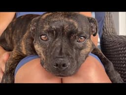 Chilled Out Pup vs. Spooky Storm: Staffordshire Bull Terrier’s Storm Reaction