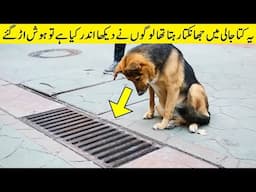 لوگوں نے جالی کھولی تو یقین نہ آیا Dog Looked In Drain Daily People Could Not Believe When Opened