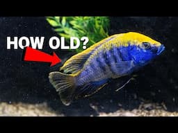 How Long Will My African Cichlids Live?