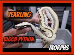 Huge update on our 2023 Holdback Blood Python morphs!