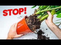 Why You Should NEVER Repot Your ZZ Plant