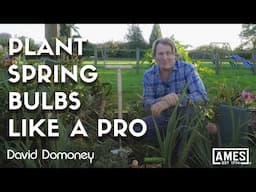 How to plant spring flowering bulbs