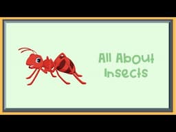 All About Insects