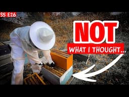 A Winter Survival Strategy: Drone Brood Removal and Nucs?! Beekeeping 101 #beekeeping