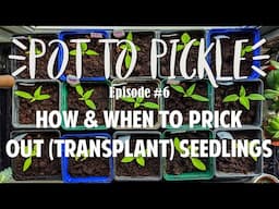 How & When To Prick Out (Transplant) Seedlings 🍆 #PotToPickle Ep.6