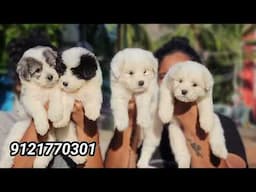 puppies for sale | labrador | Golden retriever | rotwiller | shihtzu | Lahasaapso | German shepherd