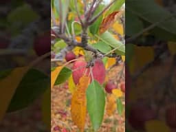 Apple picking #fall #short