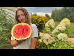 Huge Pumpkins & Eating a Watermelon a Day | Vlogust Day 12