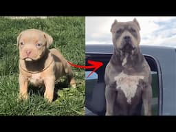 😎I'm a Big Kid Now Cute Baby Animals to Adult 😎 Dogs Glow Up Compilation 2