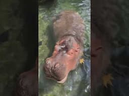 Hippos Fiona and Fritz Love Food - Cincinnati Zoo #shorts