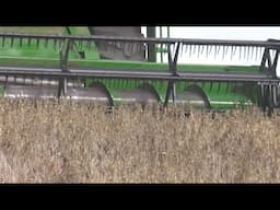 Georgia Soybean Crop Thriving Despite Hurdles