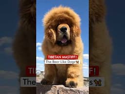 Tibetan Mastiff - The Bear Like Dogs 🦮❗️