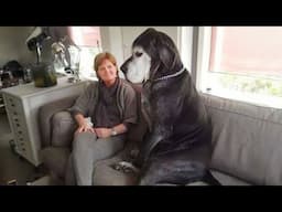 Great Dane Dog will have you Rolling On the Floor Laughing 😂 NEW Funny Dog Videos 2024