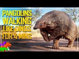 Pangolins Walking Like Dinosaurs For 4 Minutes