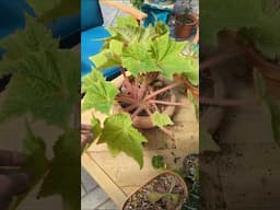 Can Begonia rhizomes regrow stems? Answer is heck yeah! Begonia cachuma from February to October