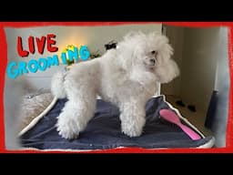 RAW Grooming Live with my Toy Poodle