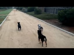 Staffordshire Bull Terriers' Morning Walk Transforms into Epic Play Session!