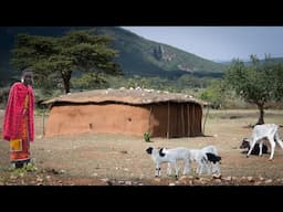 Maasai House Filled with Baby Animals - Built Only From Sticks and Dung - Full Build