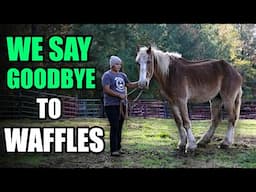 We Say Goodbye to Waffles - Horse Plus Happenings Vlog #34 | 11-20-2024