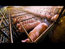 How Farmers Deal With Millions Of Farm Animals - Raising Animals Documentary