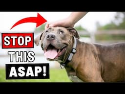 7 Things You Must Stop Doing to Your Dog ASAP