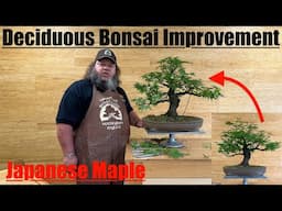 Deciduous Bonsai Improvement - Arakawa Maple - Greenwood Bonsai