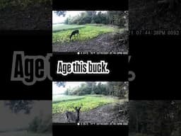 How old is this buck? #whitetailbuck #bigbuck #bigbuckdown