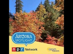 Autumn among the aspens.