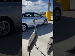 Up Close with a Majestic Sandhill Crane 🐦 | Orlando Wildlife Wonders!