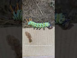 Hickory Horned Devil!