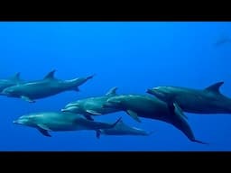 Dolphins and Whale Shark at the same Time Make an Unforgettable Scuba Encounter