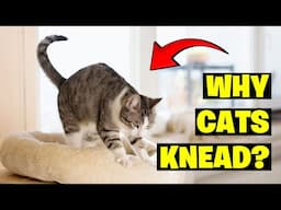 Why Cats Knead? The Surprising Reason Behind This Adorable Behavior