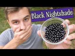 I ate a mouthful of black nightshade, here's what happened to my body...