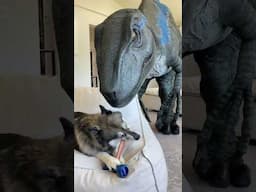 Dog won’t share bone with Dinosaur! #shorts