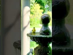 Goldfinch taking a bath