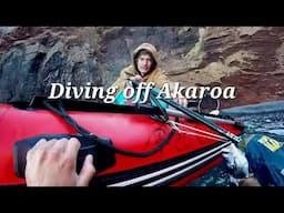 Cold Water Pauas With a Newbie | a couple dives off Akaroa