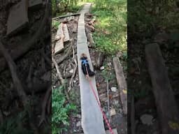 DOG 🐶 ON A LOG 🪵 BRIDGE Hiking Along The Chattahoochee River #chattahoochee #dog #puppy #hiking