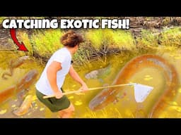 I Found EXOTIC FISH In The EVERGLADES For My AQUARIUMS!