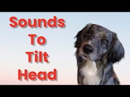 Sounds That Tilt a Dogs Head ~ Sounds Dogs Love