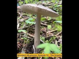 Monday's Mushroom, Episode 19 - The Grisette (Amanita vaginata)