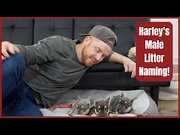 Harley's Male Litter Naming!