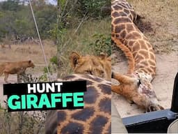 Lions Hunt a Giraffe 2024 - Incredible Wildlife Encounter 2024