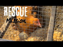 Baby Chick Rescue Mission