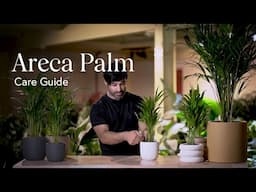 Areca Palm Care Guide - How to Pick, Place, and Parent Your New Plant